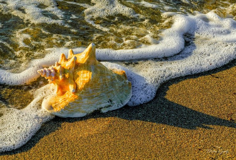 A large cream and golden seashell rests on wet sand as white sea foam curls around it in warm sunlight.