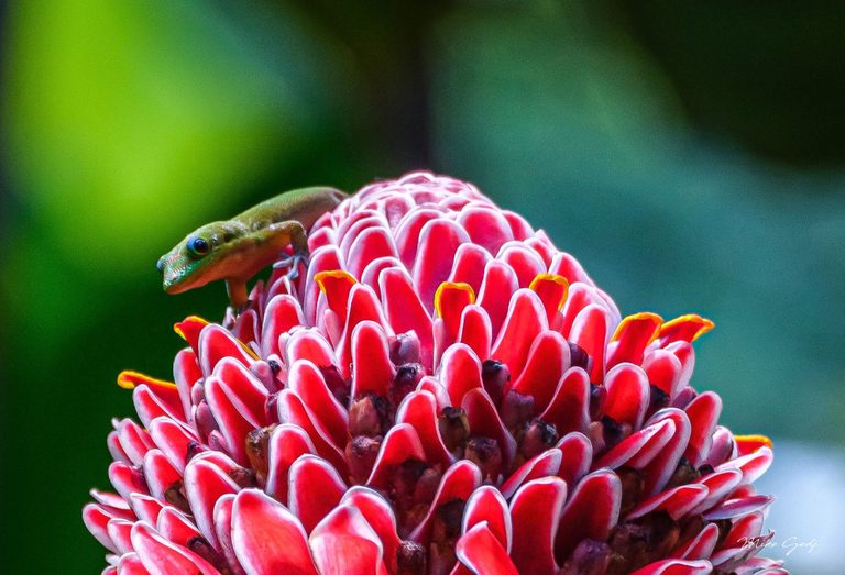 A small green gecko peers over a vivid pink and red tropical flower with pale-edged bracts against a blurred green background.