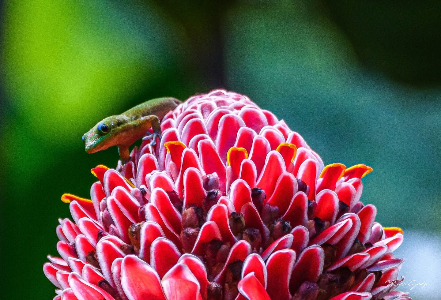 A small green gecko peers over a vivid pink and red tropical flower with pale-edged bracts against a blurred green background.