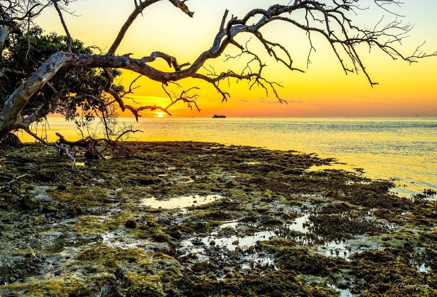 Bare tree branches arch over a rocky shoreline with tide pools as a low sun casts golden light across the sea and a small boat sits near the horizon.