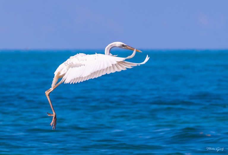 A white heron flies above vivid blue seawater with its wings spread, long legs lowered, and head turned to the right.