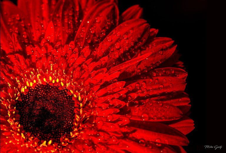 Close-up of a red gerbera flower with water droplets on its layered petals and tiny yellow florets surrounding a dark center against a black background.