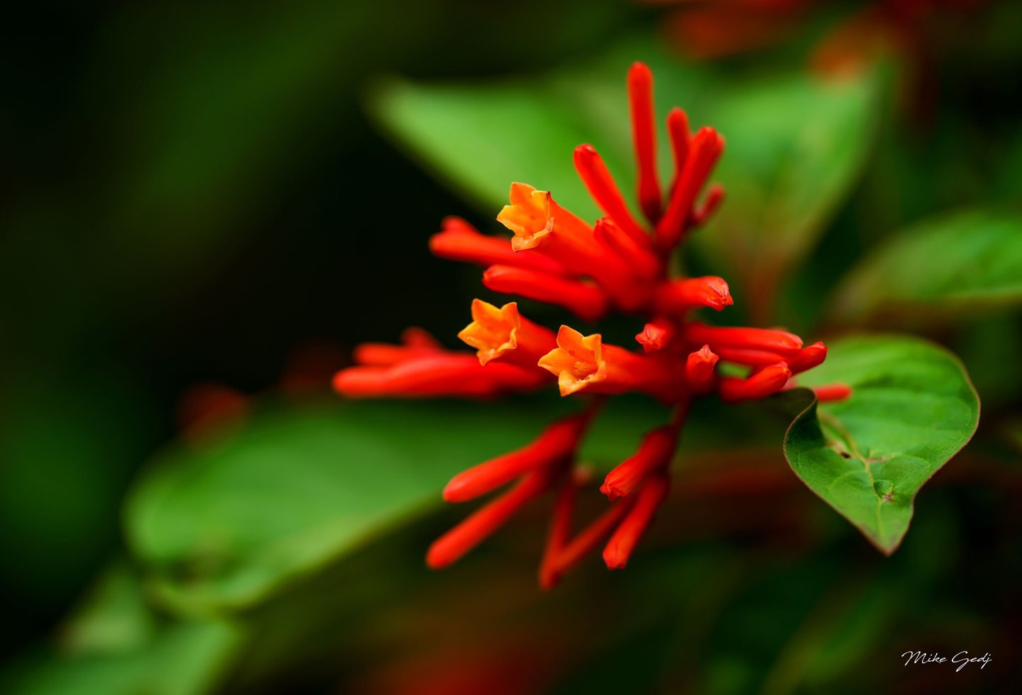 A close-up of red tubular flowers with orange-yellow openings clustered among green leaves against a softly blurred dark background.