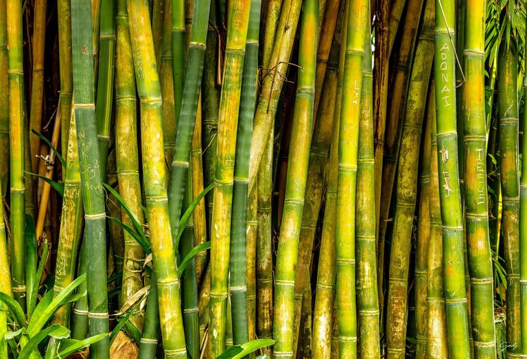Closely packed green and yellow bamboo stalks bear carved names and symbols, with narrow leaves crossing the foreground and dark gaps between the stems.