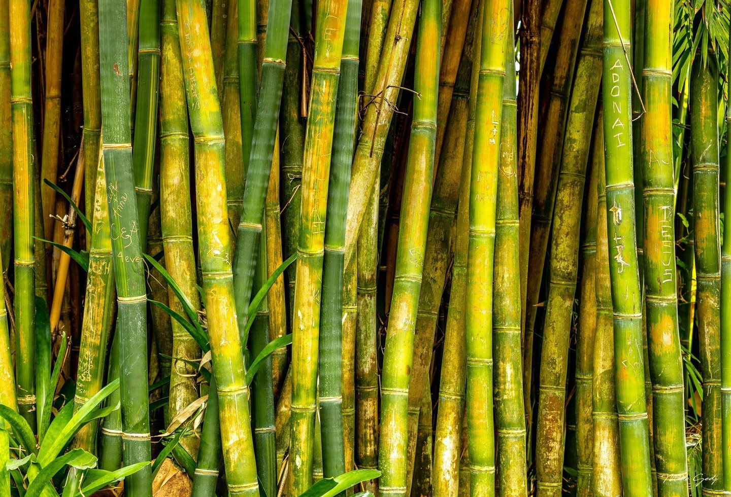 Closely packed green and yellow bamboo stalks bear carved names and symbols, with narrow leaves crossing the foreground and dark gaps between the stems.