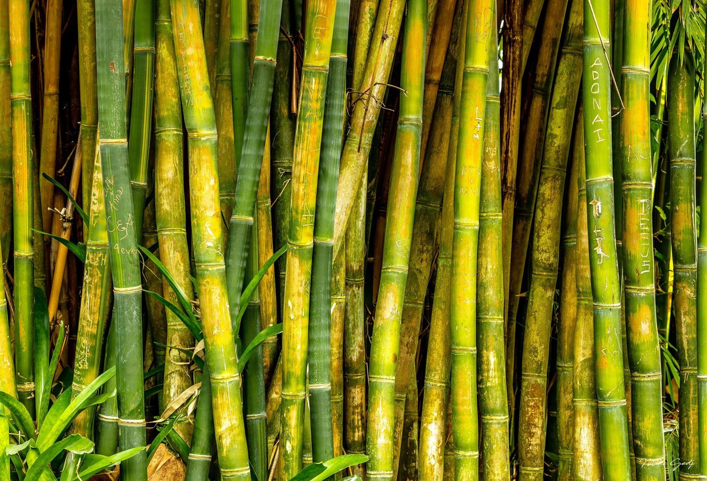 Closely packed green and yellow bamboo stalks bear carved names and symbols, with narrow leaves crossing the foreground and dark gaps between the stems.