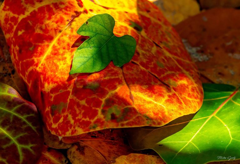 A small lobed green leaf rests on a large red and yellow leaf amid overlapping foliage in patches of sunlight and shadow.