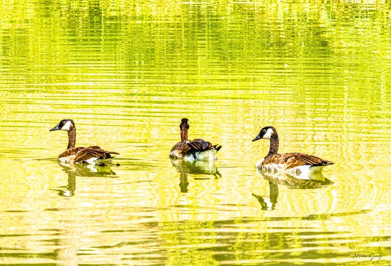 Three Canada geese float on rippling yellow-green water, with their reflections stretching beneath them.