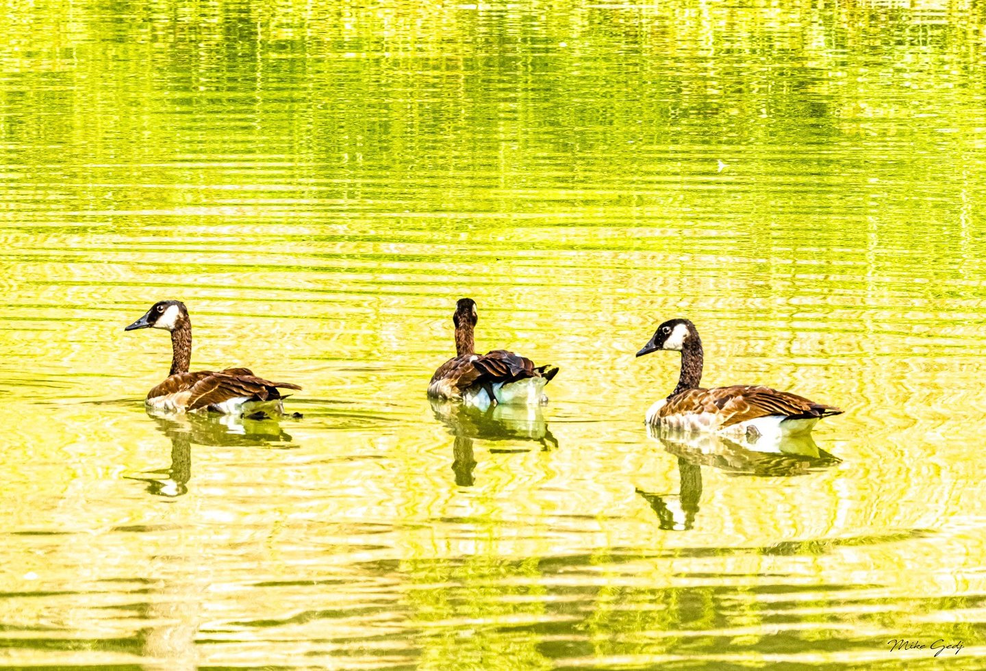 Three Canada geese float on rippling yellow-green water, with their reflections stretching beneath them.