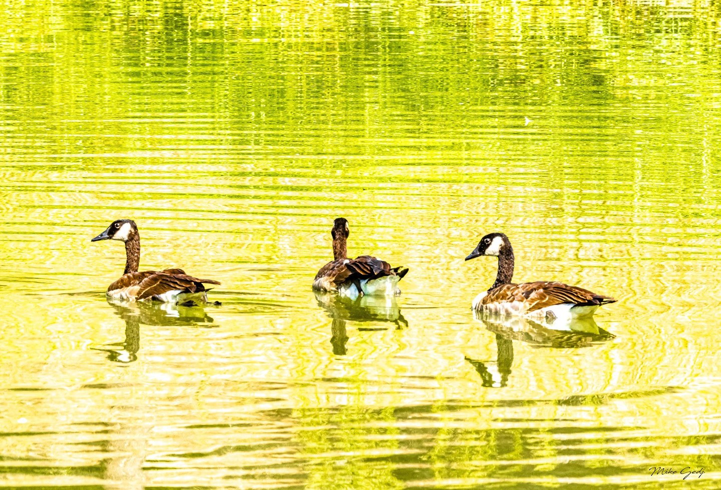 Three Canada geese float on rippling yellow-green water, with their reflections stretching beneath them.