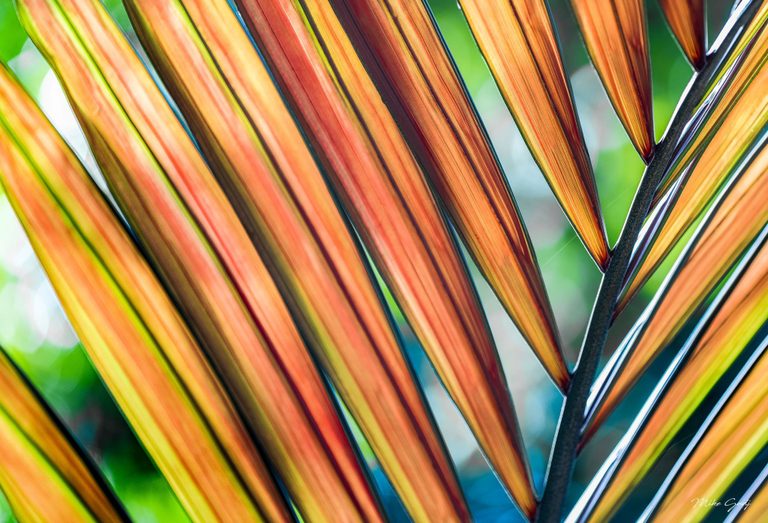 Close-up of a backlit palm frond with orange and gold leaflets extending diagonally from a dark stem against a blurred green background.