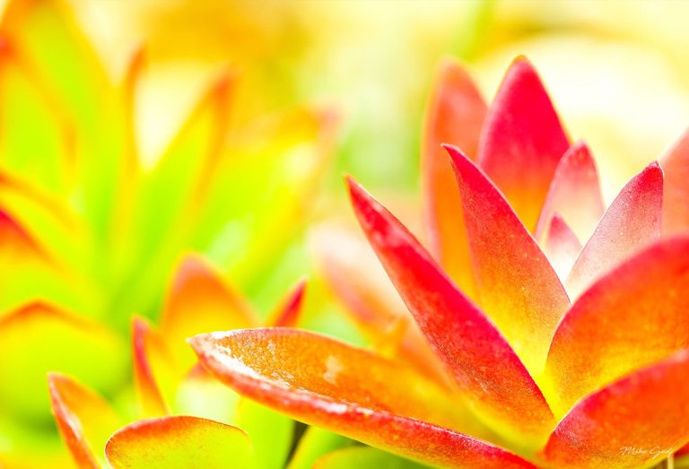 Close-up of pointed succulent leaves with red tips and orange-yellow centers against a softly blurred green and gold background.