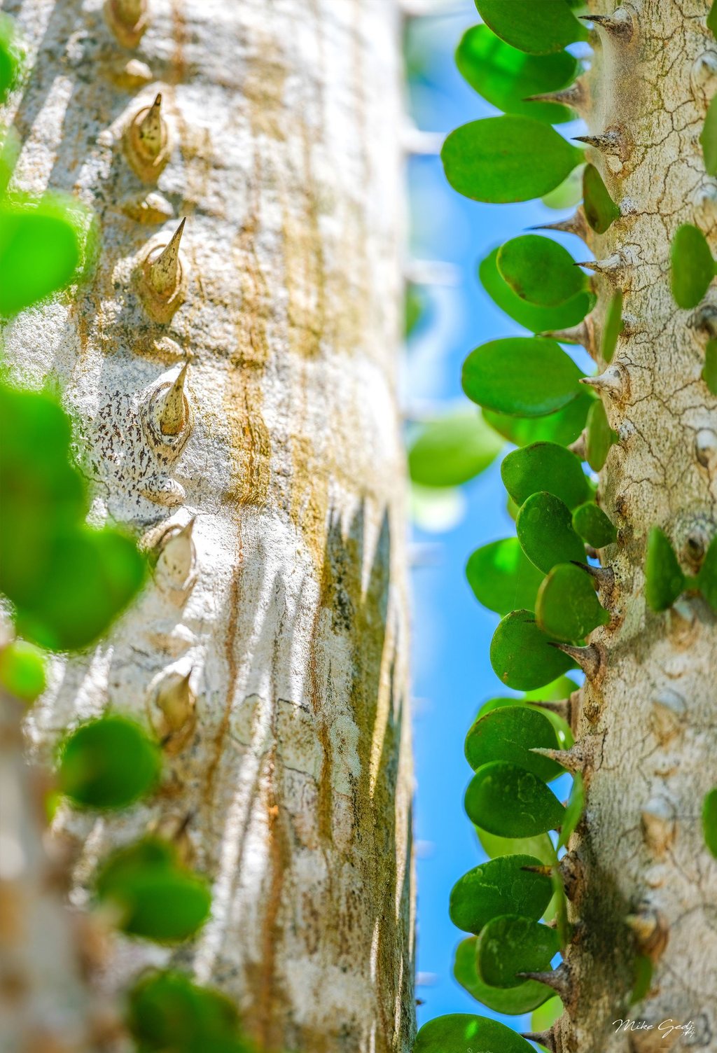 Rounded green leaves and sharp thorns line pale textured stems, framing a narrow strip of blue sky.
