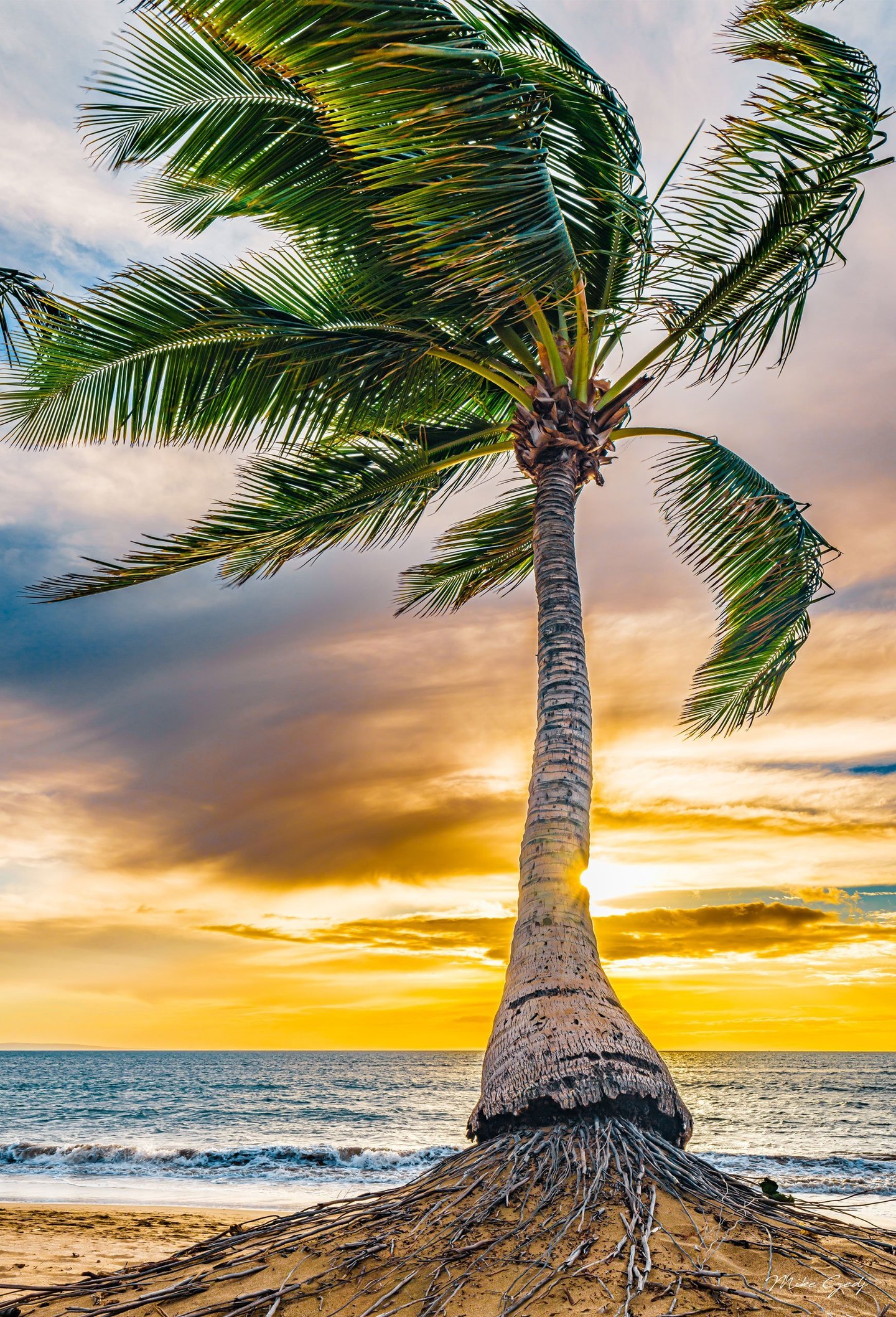 A tall palm tree with exposed roots and windswept green fronds stands on a sandy beach before ocean waves and a golden sunset.