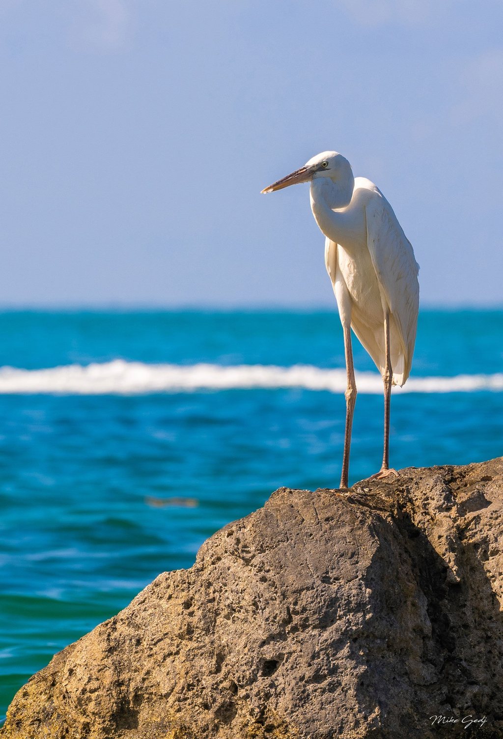 A white egret stands on a sunlit coastal rock, facing left against turquoise sea, white surf, and pale blue sky.