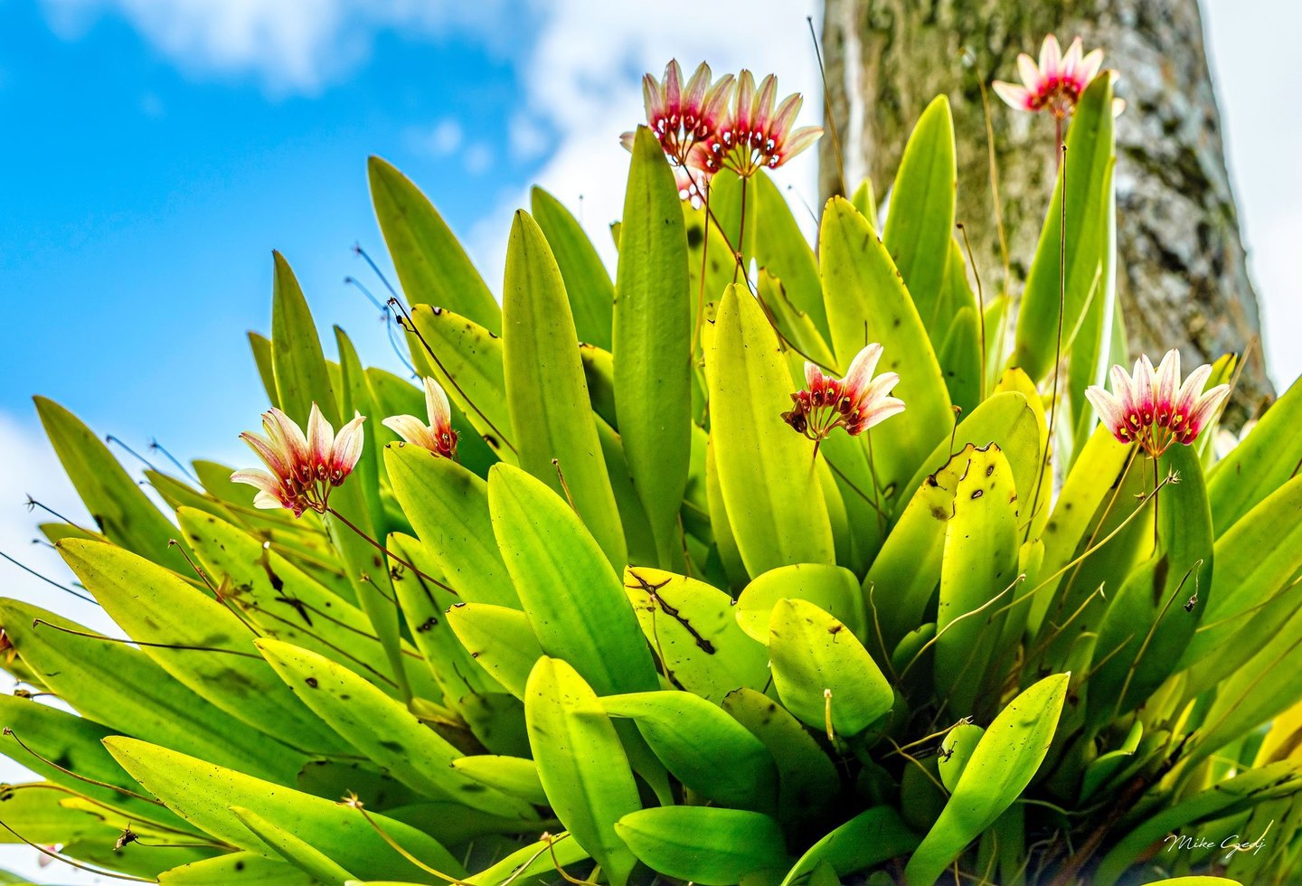 Pink and cream flowers rise above dense, sunlit green leaves beside a tree trunk against a blue sky with white clouds.