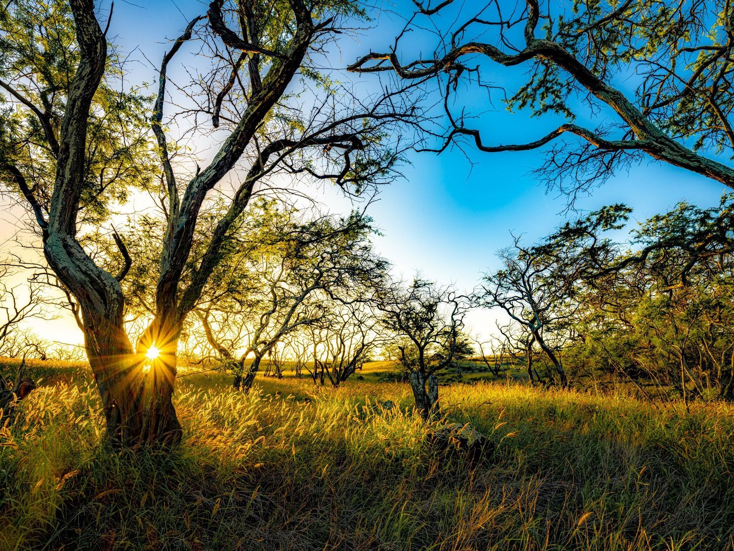 Low sunlight forms a starburst between twisting tree trunks, illuminating tall golden grass beneath spreading branches and a clear blue sky.