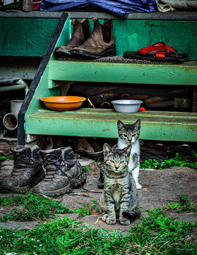 Two tabby cats face the camera on a stone path beside hiking boots, with bowls and more footwear arranged on weathered green wooden steps behind them.