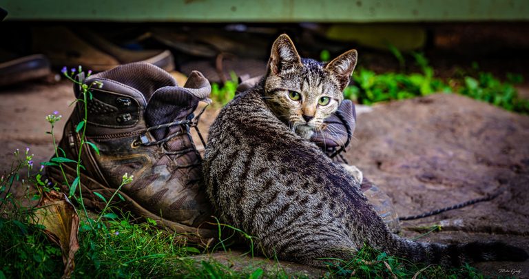 A green-eyed tabby cat sits beside worn hiking boots on stone paving, looking back toward the camera amid grass and small purple flowers.