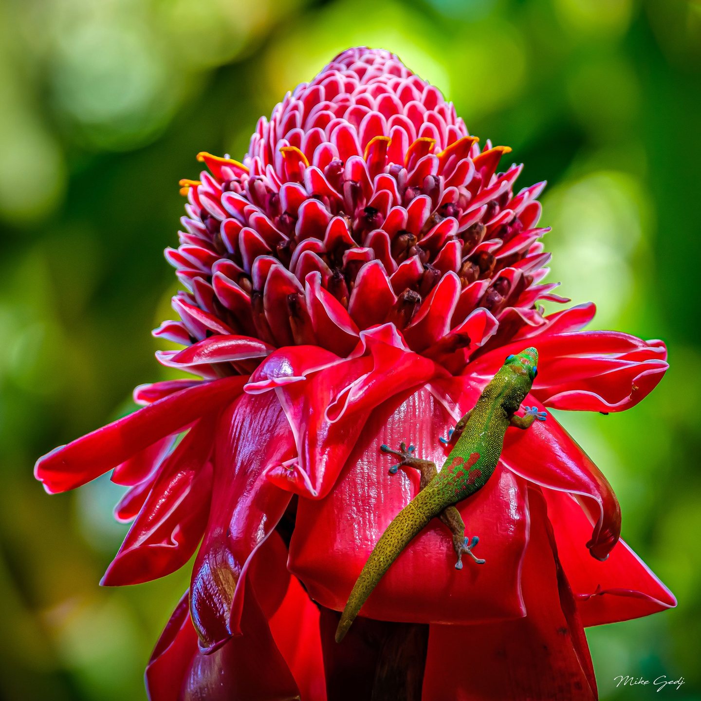 A green gecko with red markings clings to a vivid pink torch ginger flower against a softly blurred green background.