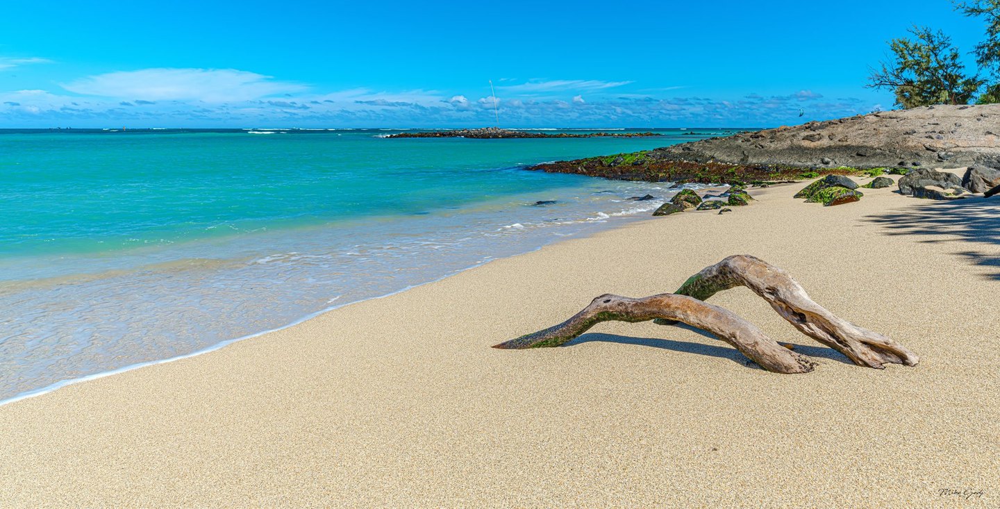 Weathered driftwood lies on a sunlit sandy beach beside turquoise water, with algae-covered rocks and coastal trees to the right beneath a blue sky.