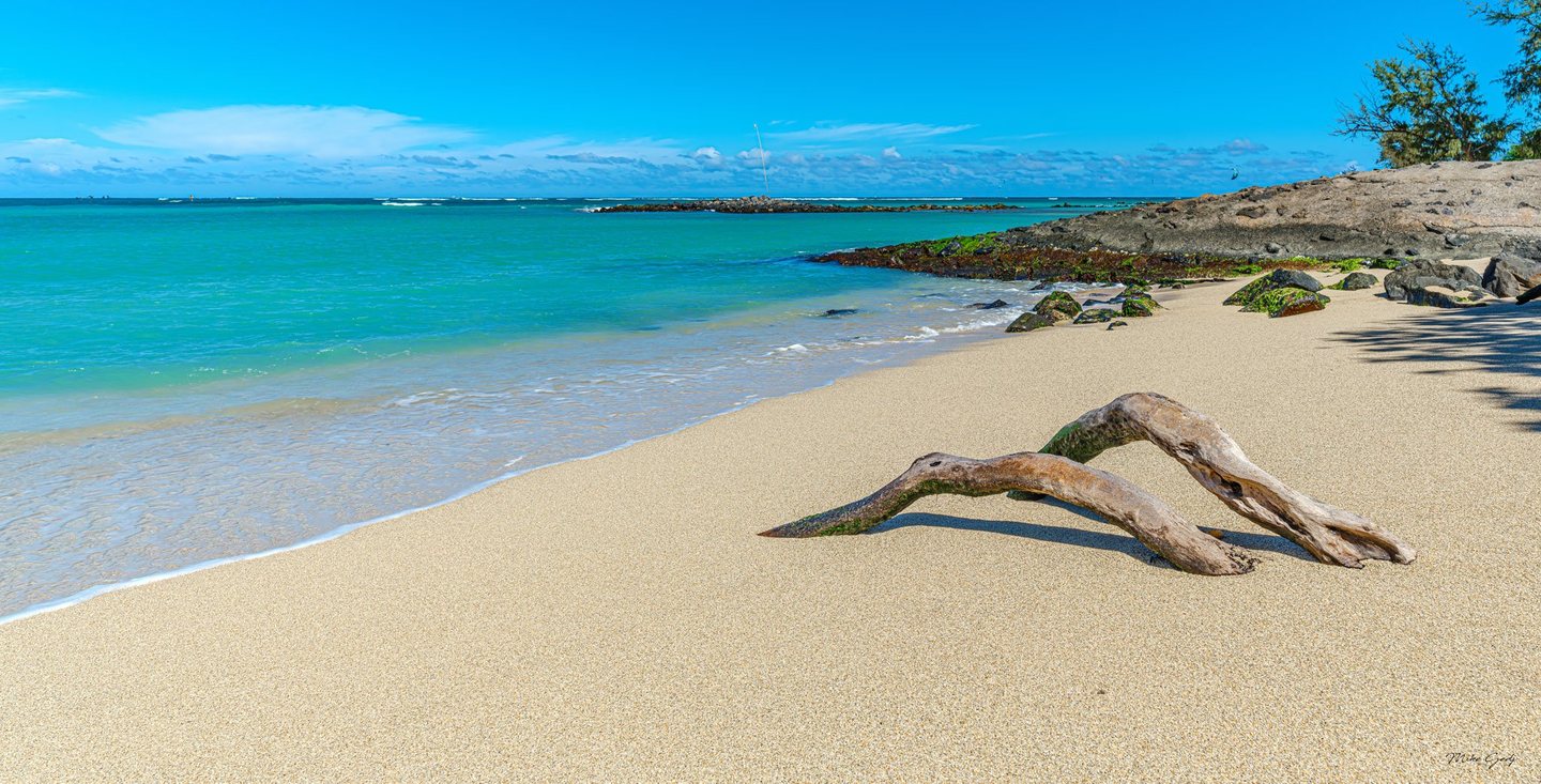 Weathered driftwood lies on a sunlit sandy beach beside turquoise water, with algae-covered rocks and coastal trees to the right beneath a blue sky.