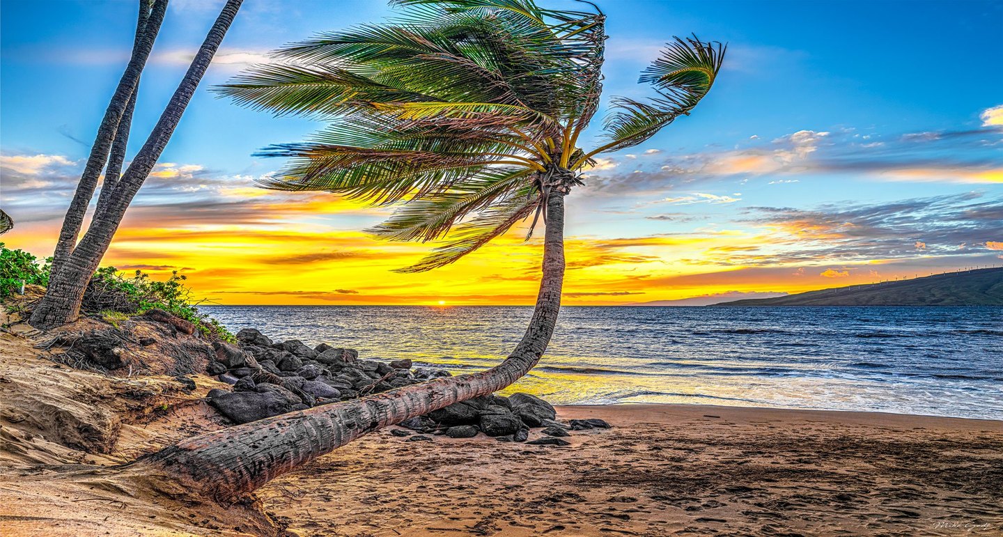 A curved palm tree stretches across a sandy, rock-lined beach beneath a vivid golden sunset, with blue ocean and a distant headland beyond.