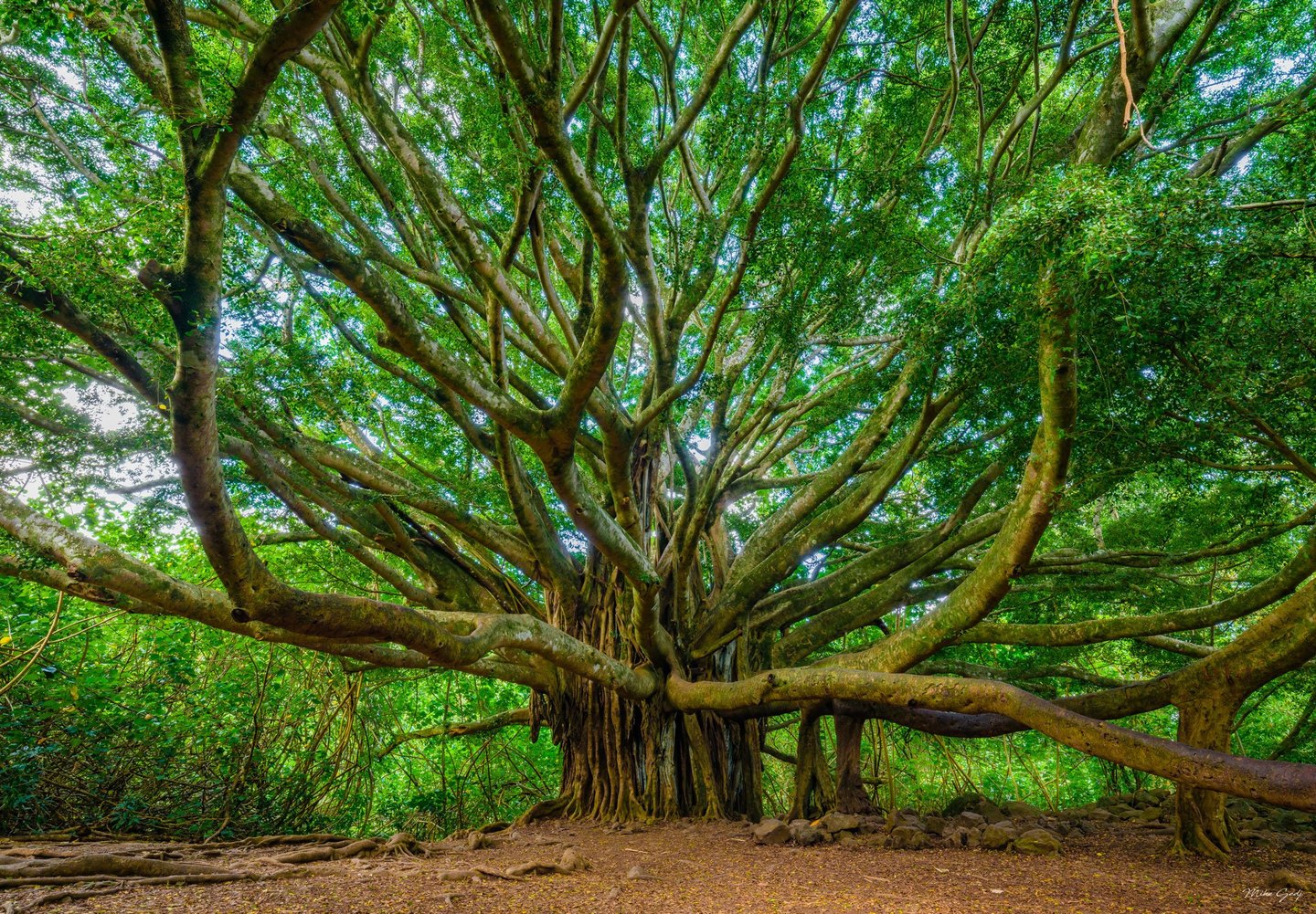 An immense banyan tree spreads thick branches beneath a dense green canopy, with hanging aerial roots, exposed ground roots, and scattered rocks around its trunk.