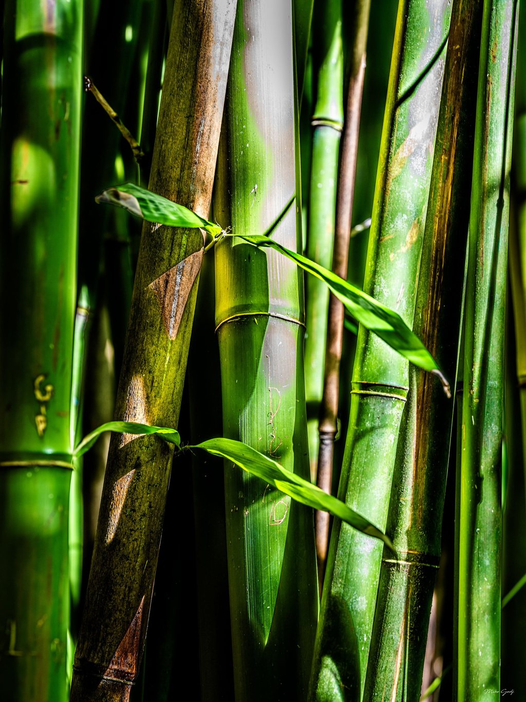 Close-up of green and brown bamboo stalks crossed by narrow leaves, with bright sunlight and deep shadows emphasizing their textures.