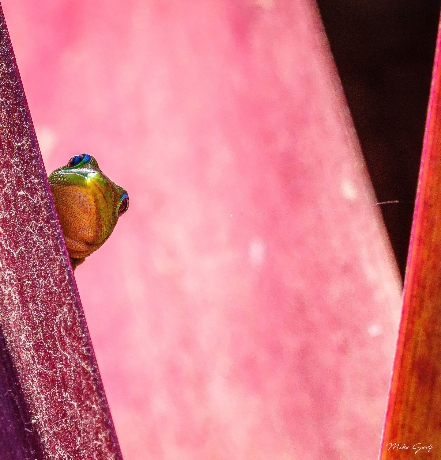 A green gecko with blue markings around its eyes peeks from behind a burgundy leaf against a soft pink background.