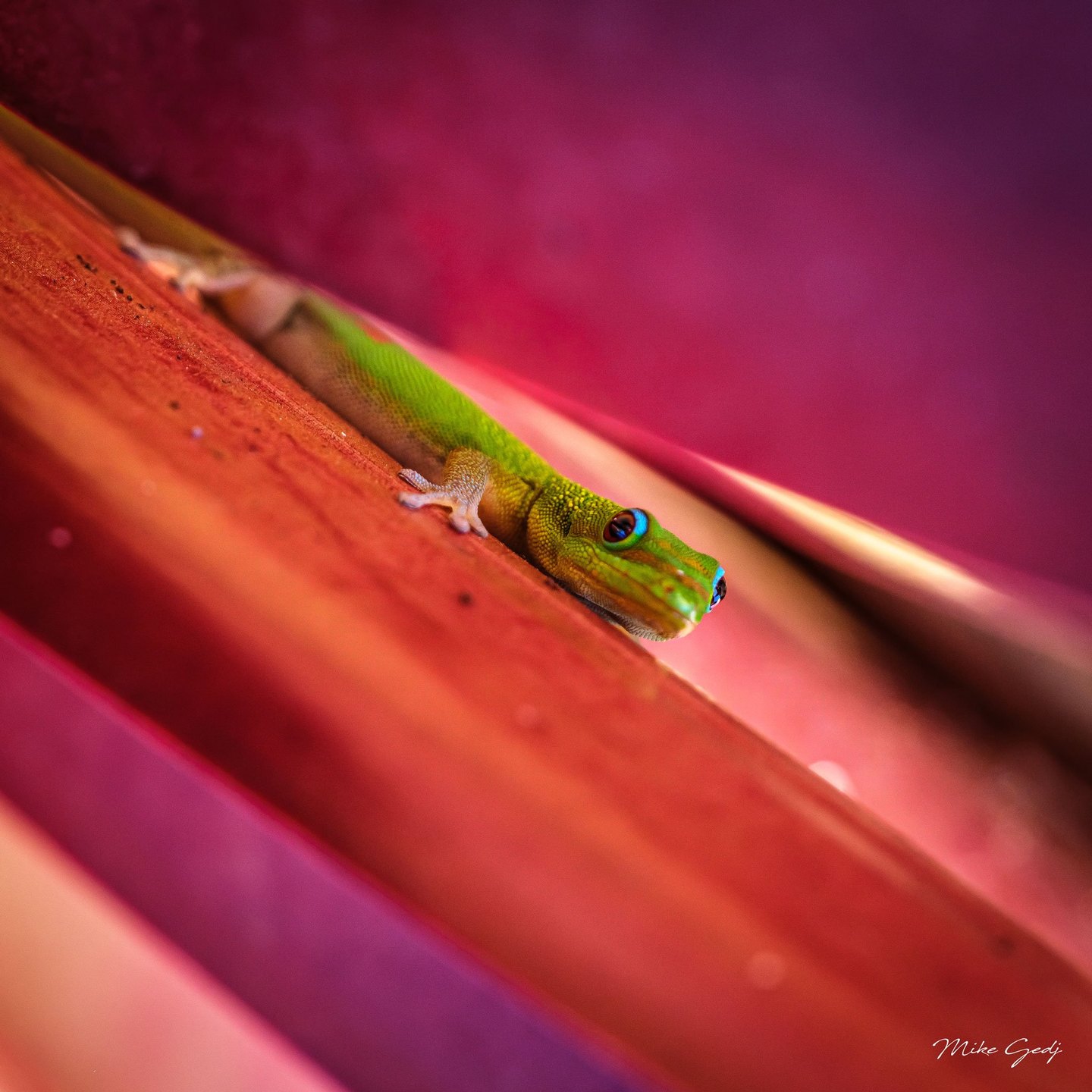A bright green gecko with turquoise markings around its eyes peers over an orange-red wooden edge against a blurred magenta background.