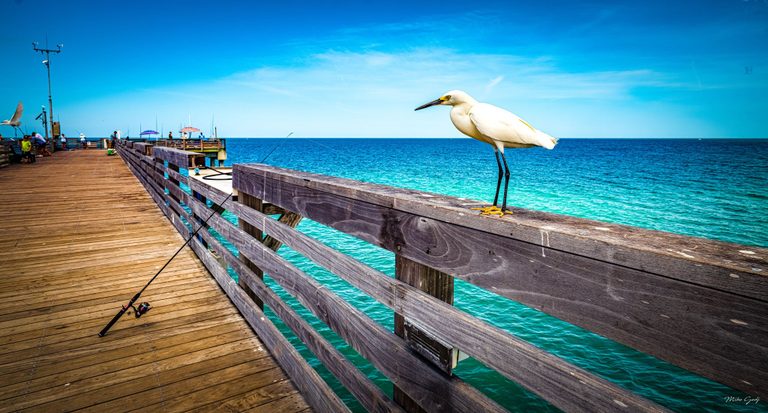 A snowy egret with white plumage, black legs, and yellow feet perches on a wooden pier railing above turquoise water, with a fishing rod and people nearby.