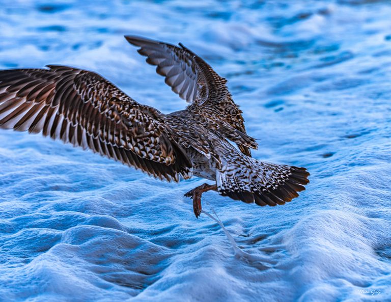 A mottled brown gull spreads its wings above blue, foaming water, with its feet lifted and tail fanned toward the viewer.