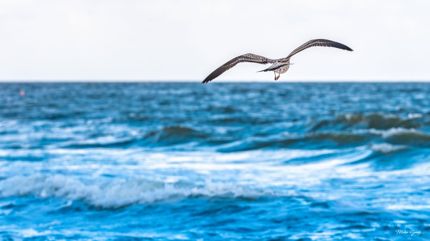 A mottled brown gull flies away with wings outstretched above blue ocean waves and white surf beneath a pale sky.