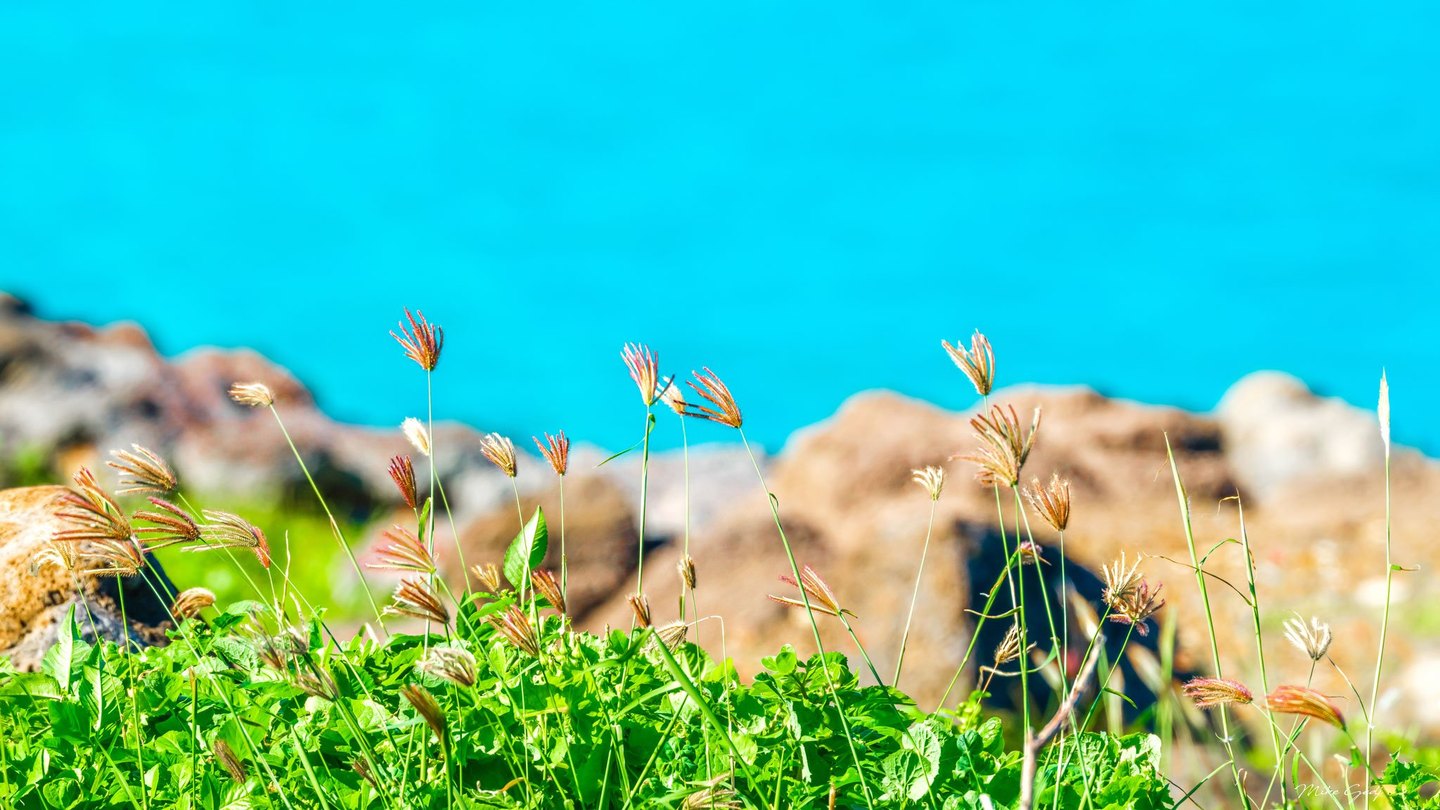 Slender grasses with reddish-gold seed heads rise above bright green coastal foliage, with blurred tan rocks and turquoise water behind them.
