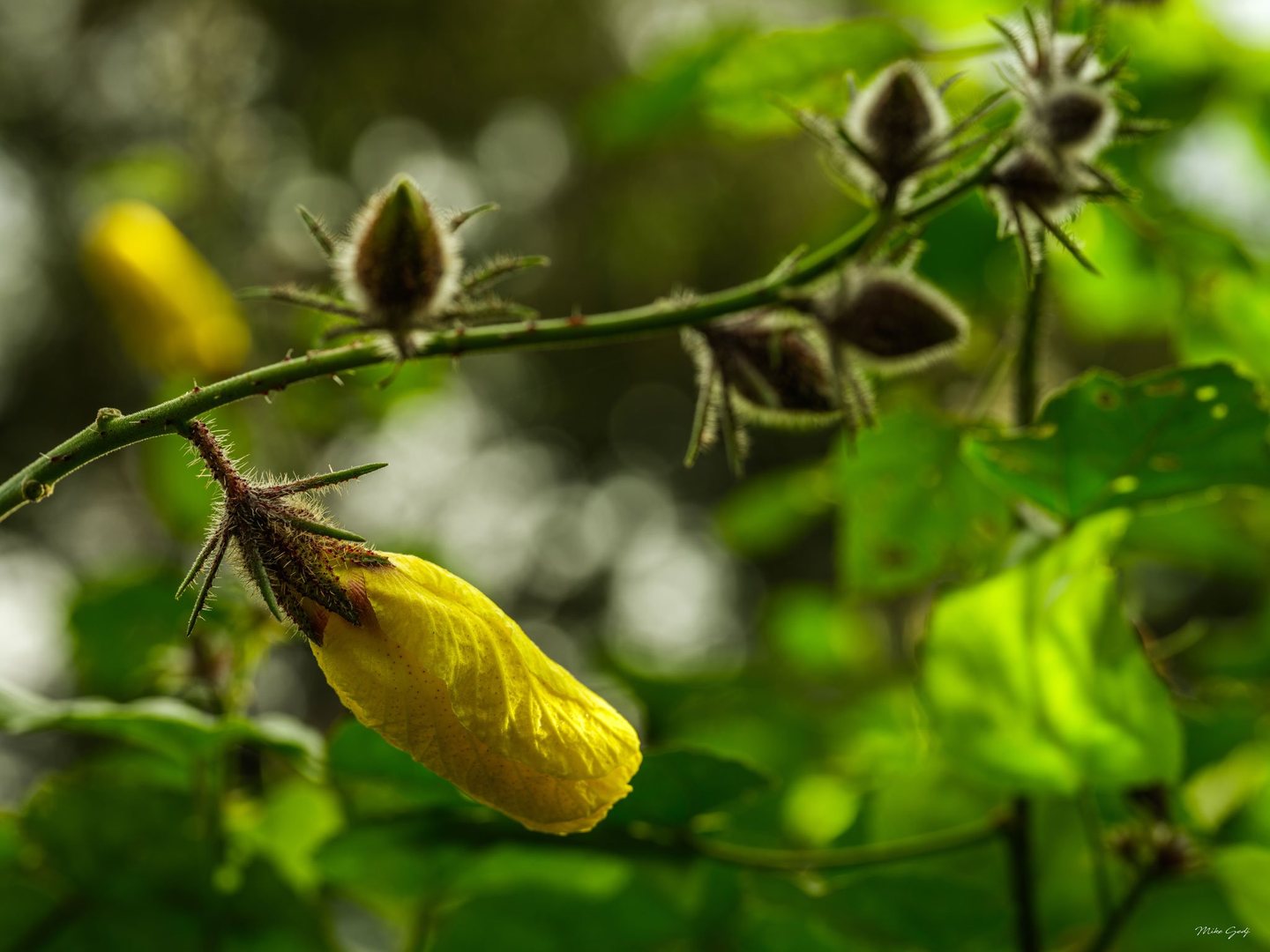 A drooping yellow flower with folded petals hangs beneath a diagonal green stem bearing fuzzy buds, against softly blurred sunlit foliage.