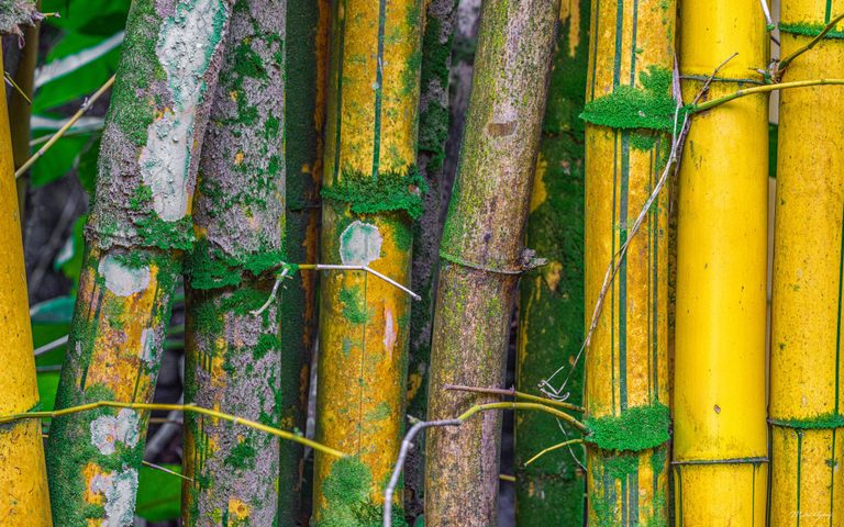 Close-up of yellow and green-striped bamboo stems with green moss, pale lichen patches, and slender branches crossing the frame.