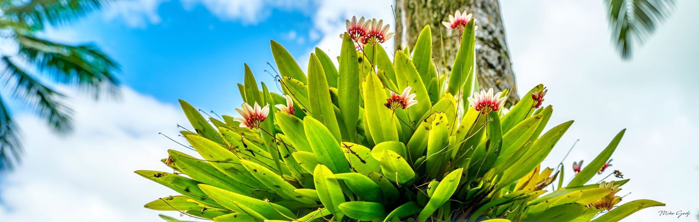 Pink and cream flowers rise above dense, sunlit green leaves growing against a tree trunk, with blue sky, white clouds, and blurred palm fronds behind them.
