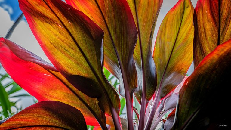Close-up of overlapping tropical leaves glowing red, amber, and green in backlight, with purple stems and glimpses of blue sky.