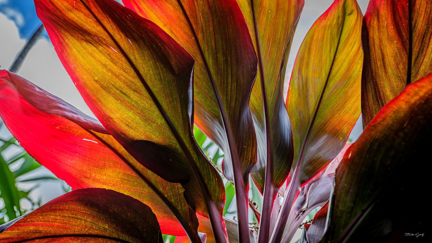 Close-up of overlapping tropical leaves glowing red, amber, and green in backlight, with purple stems and glimpses of blue sky.