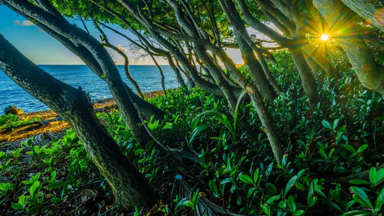 Sunlight forms a golden starburst between leaning coastal tree trunks above dense green foliage, with blue sea visible beyond a narrow shoreline.