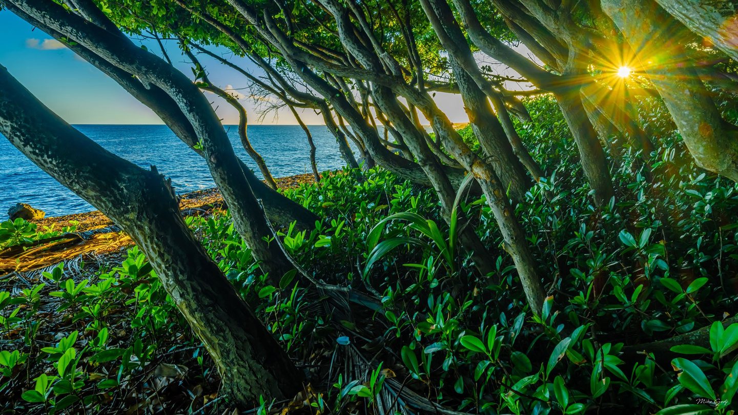 Sunlight forms a golden starburst between leaning coastal tree trunks above dense green foliage, with blue sea visible beyond a narrow shoreline.