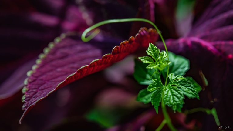 A slender green tendril curves above bright green vine leaves beside a large, scalloped purple leaf with a red underside.