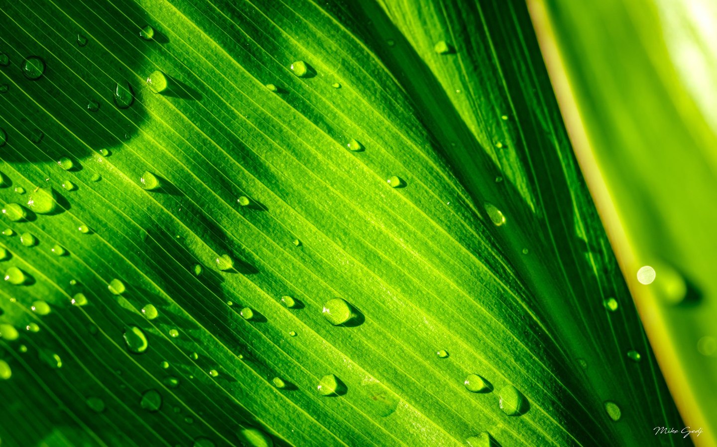 Close-up of a vivid green leaf with diagonal veins and scattered water droplets casting small shadows in bright sunlight.