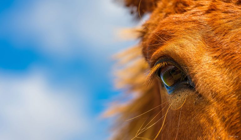 Close-up of a chestnut horse’s eye and sunlit reddish coat against a softly blurred blue and white background.