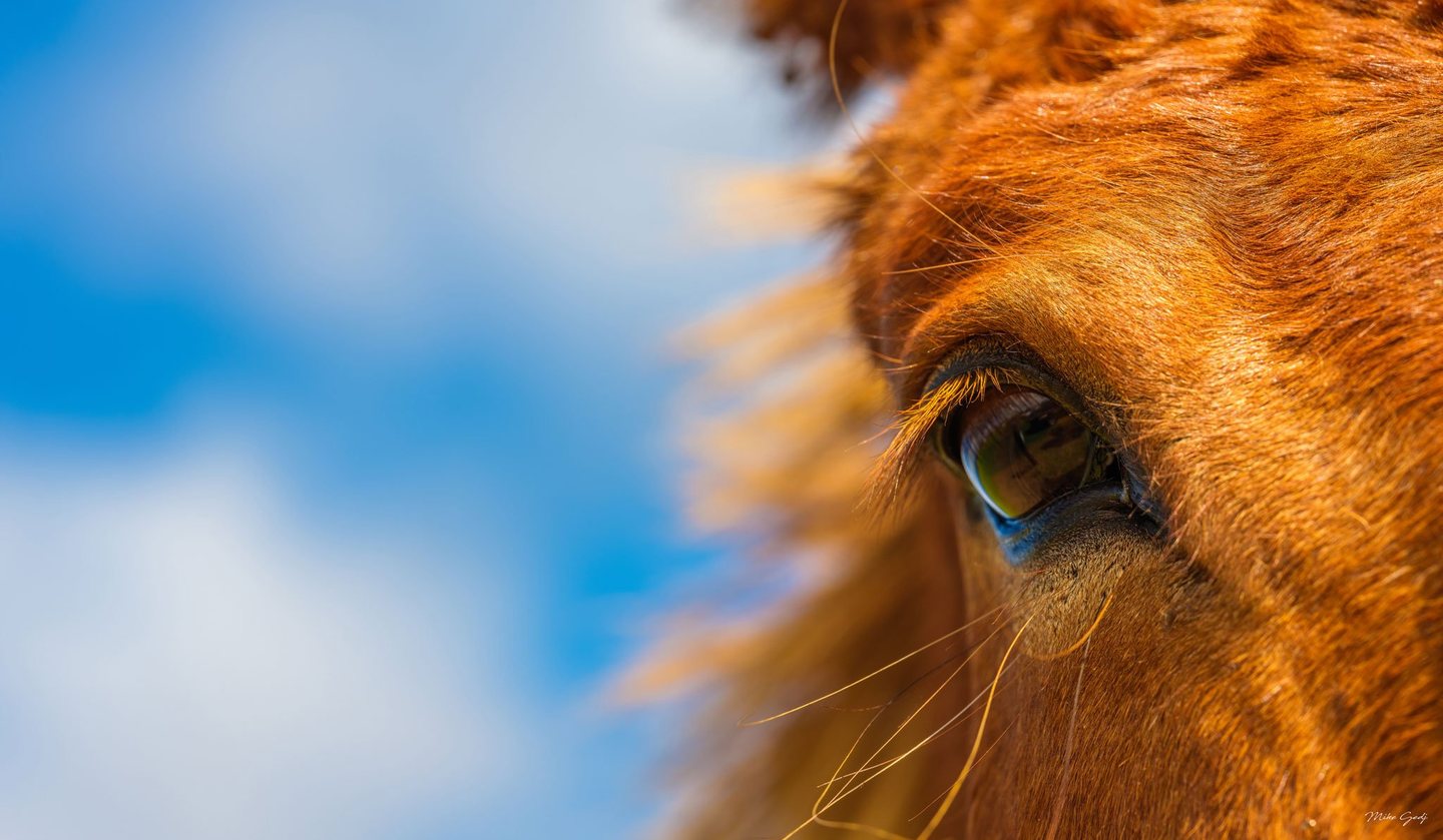 Close-up of a chestnut horse’s eye and sunlit reddish coat against a softly blurred blue and white background.