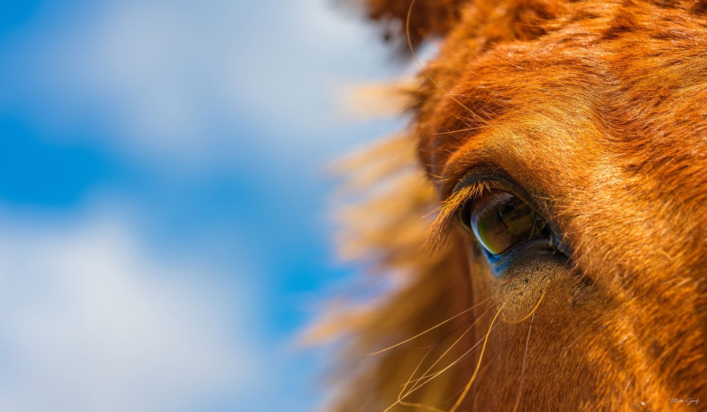 Close-up of a chestnut horse’s eye and sunlit reddish coat against a softly blurred blue and white background.