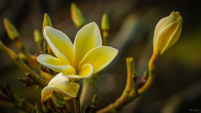 A yellow frangipani flower with creamy white petal edges opens among green buds and branching stems against a dark, blurred background.