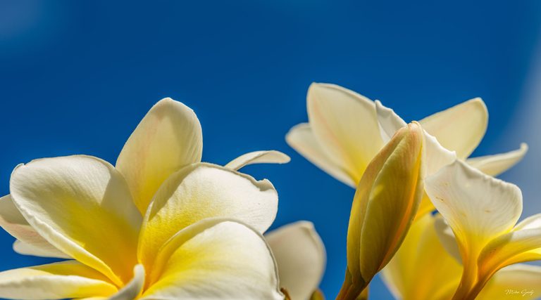 Close-up of cream-white frangipani flowers with yellow centers and an unopened bud against a deep blue sky.