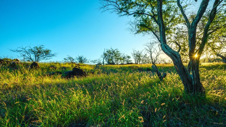 Low sunlight forms a starburst through a large tree on a grassy hillside dotted with dark rocks and scattered trees beneath a clear blue sky.